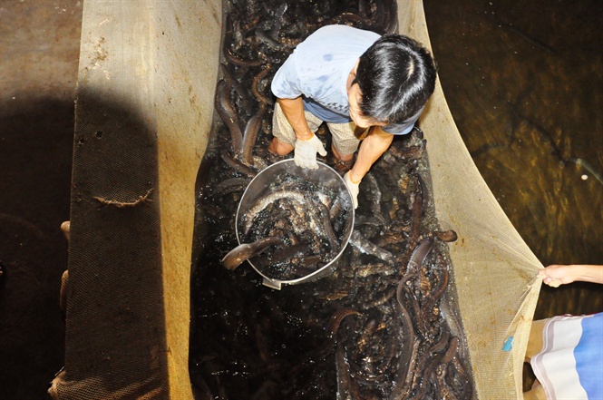 nuôi cá chình, cá chình, nuôi cá, cá chình thương phẩm, mô hình nuôi cá chình