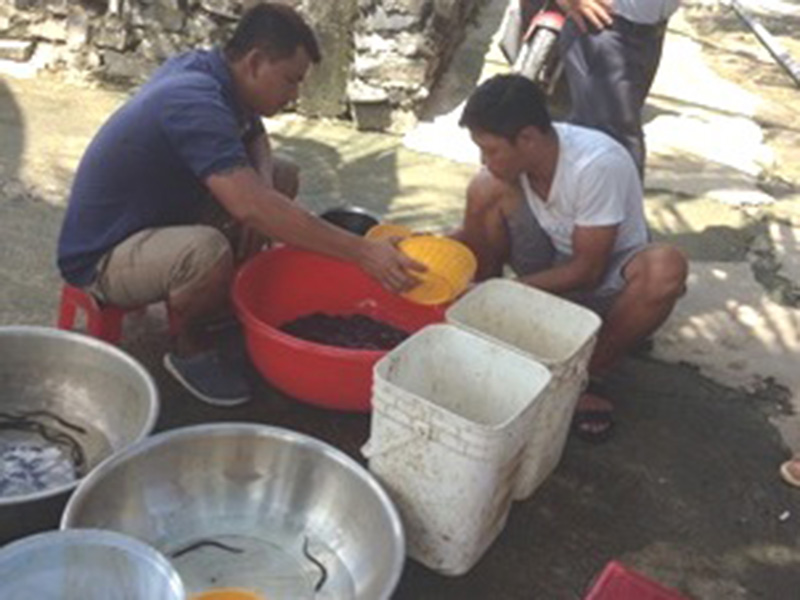Hợp tác xã hỗ trợ người nuôi cá chình ở Vũng Tàu