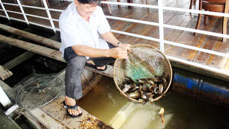 Nuôi cá hô đặc sản trong bè, nông dân Đồng Nai ăn Tết to