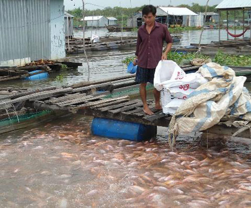 nuôi cá diêu hồng