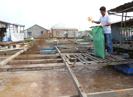 nuôi cá điêu hồng