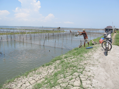 nuôi cá diêu hồng