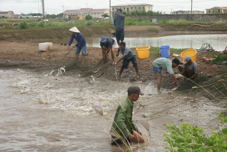 mô hình nuôi cá dứa trên nền ao nuôi tôm nước lợ