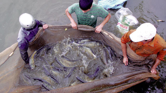 Hà Nội: Phát triển thủy sản nhờ ứng dụng công nghệ