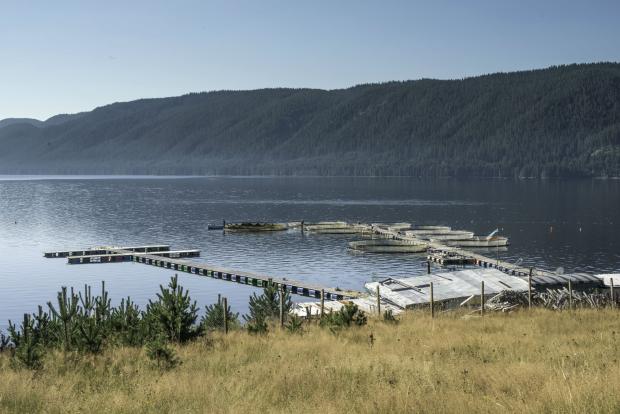 Các loại hóa chất trị rận biển có thể gây nguy hiểm cho các sinh vật khác