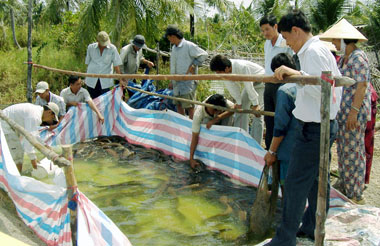 Nuôi cá kèo trên vuông tôm