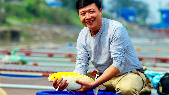 Ông chủ 'Sông Hồng Koi Farm' sản xuất 10 tấn cá cảnh/năm, thu tiền tỷ