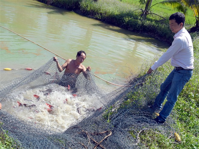 làm giàu từ cá lăng giống