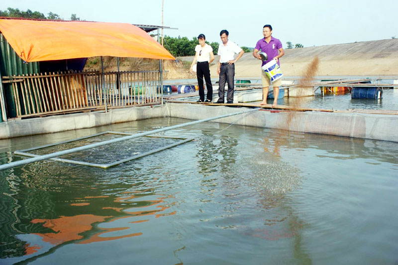 nuôi cá lăng trong hồ
