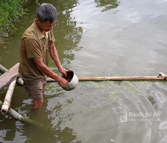 Mô hình nuôi cá leo trong ao đất