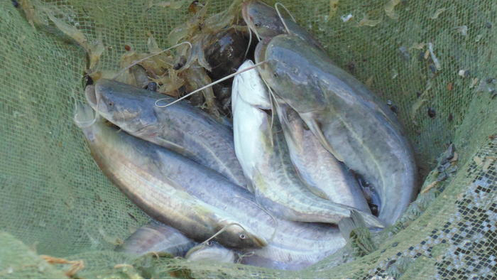 Mô hình nuôi cá leo trong ao đất