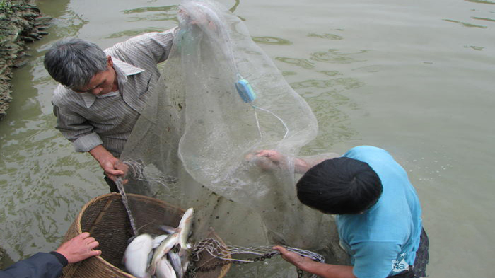 Biện pháp kỹ thuật để hạn chế bệnh cá trong giai đoạn chuyển mùa