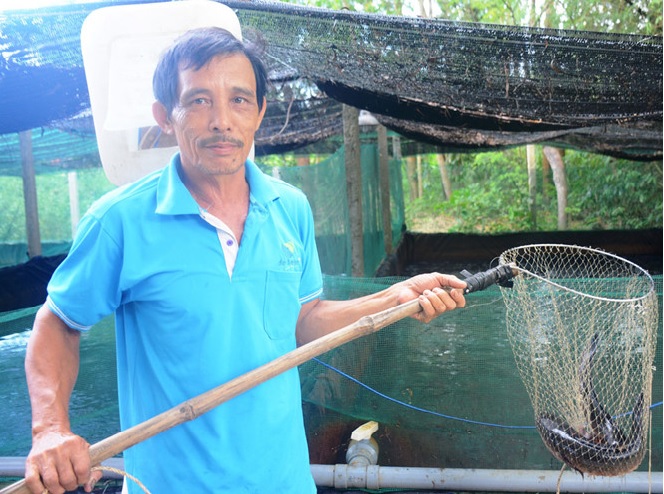 Nuôi cá lóc trong ao lót bạt