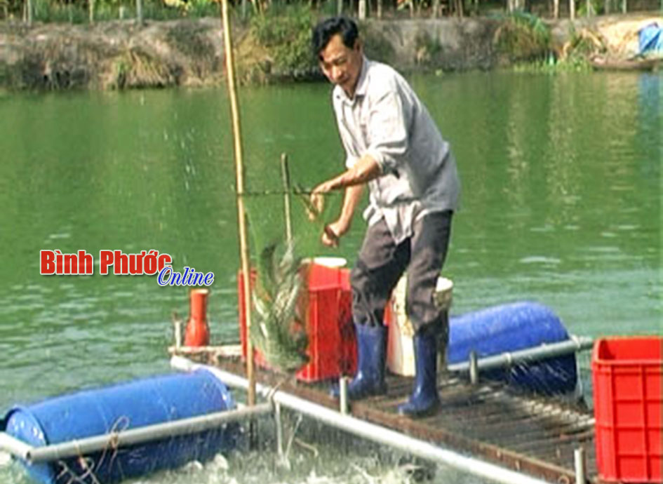 nuôi cá lóc bông