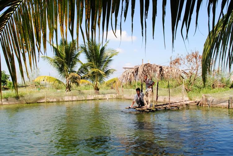 nuôi cá lóc bông