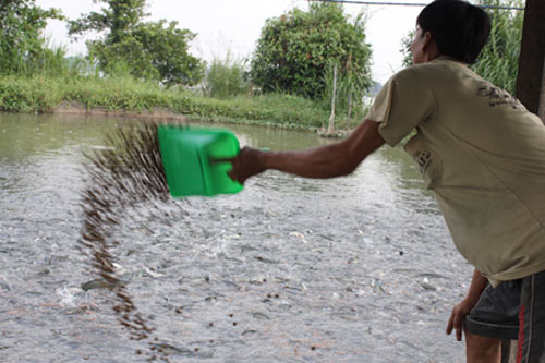Nhiều nông dân chuyển từ nuôi cá tra sang cá lóc đạt hiệu quả cao.