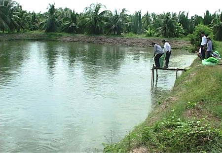 nuôi cá lóc ở Trà Cú