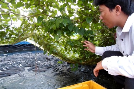 nuoi ca loc tren cat