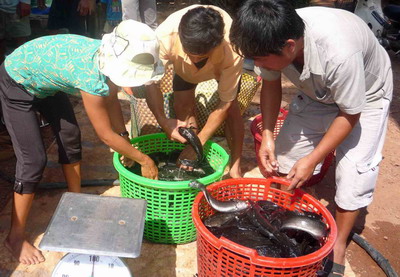 Thương lái mua cá lóc