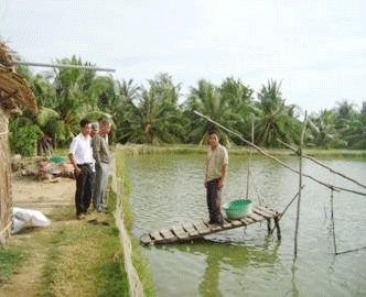 Ao nuôi cá lóc của anh Nguyễn Văn Dứt. Ảnh: CTV