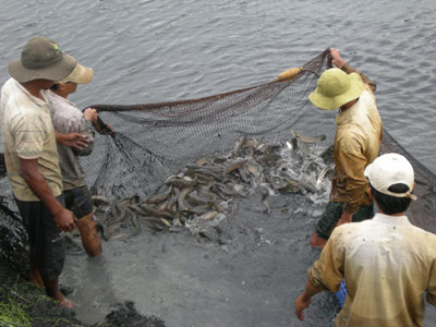Thu hoạch cá lóc nuôi tại xã Đại An (H.Trà Cú, Trà Vinh)