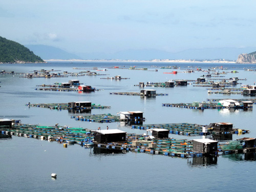 nuoi ca long be phu yen