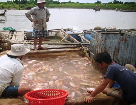 Nuôi cá lồng bè