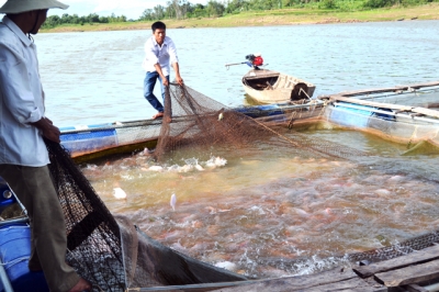 nuôi cá lồng bè