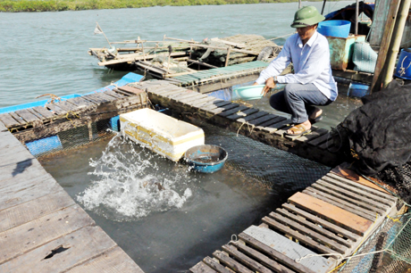 nuôi cá lồng bè