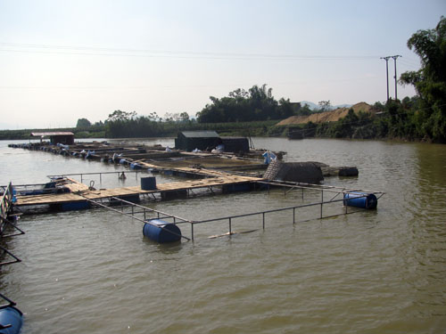 nuôi cá lồng ở Quang Húc