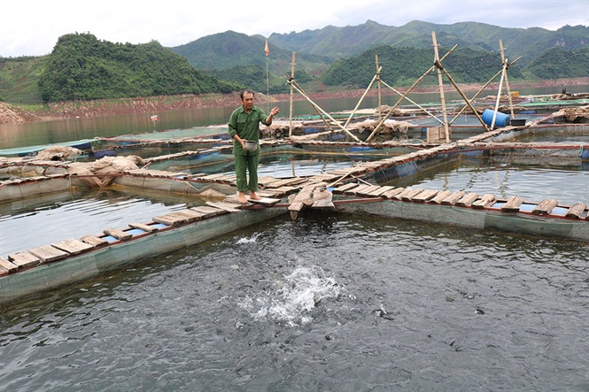 Quỳnh Nhai phát triển nghề nuôi cá lồng
