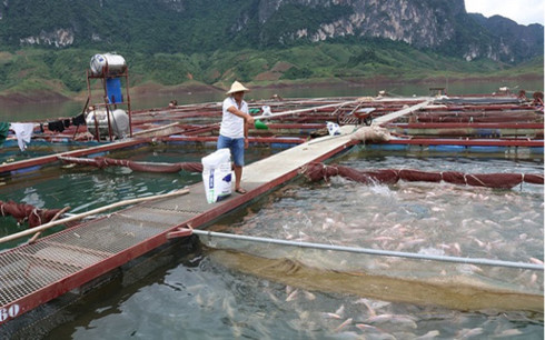 Sơn La phát triển mạnh nghề nuôi cá lồng trên hồ thủy điện