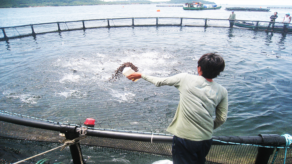 Phát triển nuôi cá lồng biển theo chuỗi liên kết sản xuất