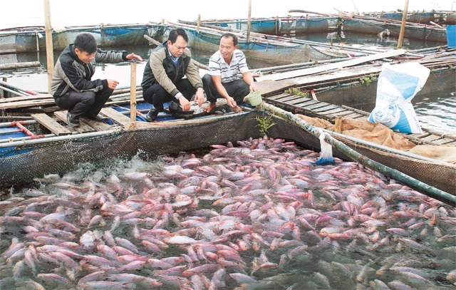 Nuôi cá lồng trên sông