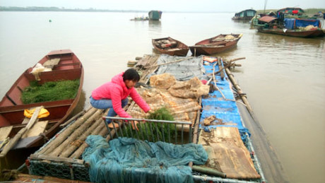 Nuôi cá lồng trên sông