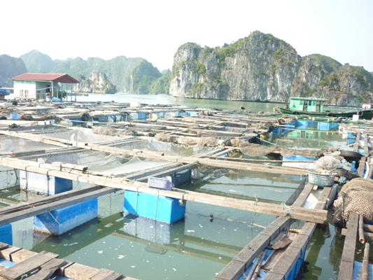 Nuôi cá lồng ở Lộc Bình, Vinh Hiền mang lại lợi nhuận kinh tế cao