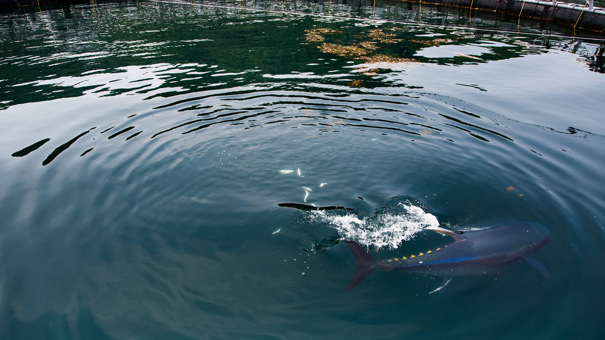 Cá ngừ nuôi Nhật Bản ra mắt thị trường