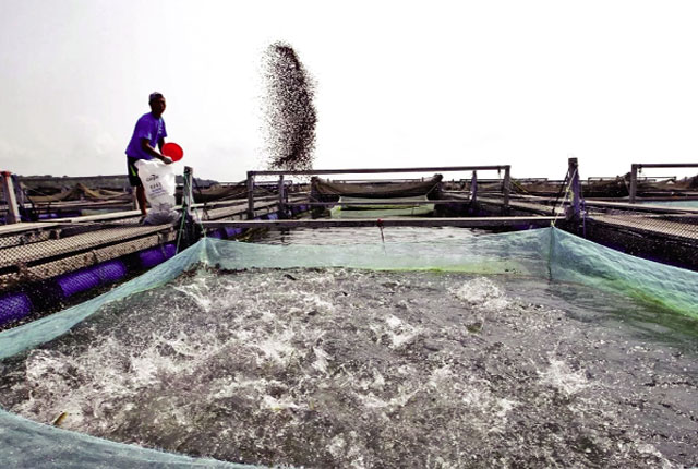Nigeria: Nuôi thủy sản thân thiện môi trường