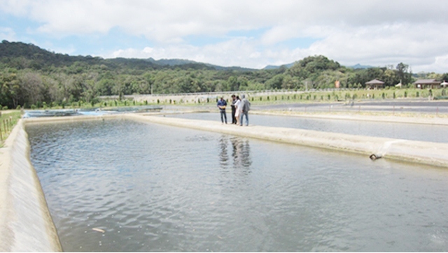 nuôi cá nước lạnh