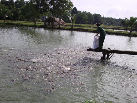 Mô hình nuôi cá nước ngọt ở xứ biển Năm Căn của ông Hai Ánh cho thu nhập cao.