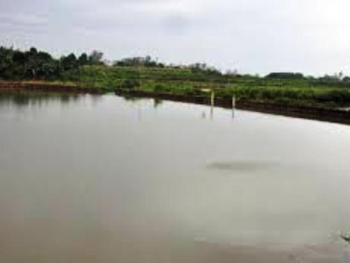 nuôi cá nước ngọt