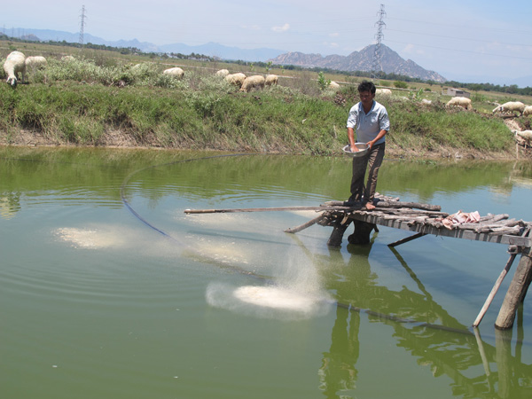 nuôi cá nước ngọt