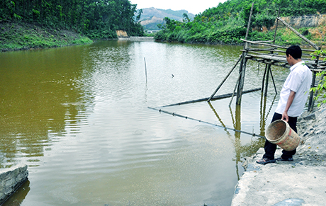 nuôi cá rô đầu vuông