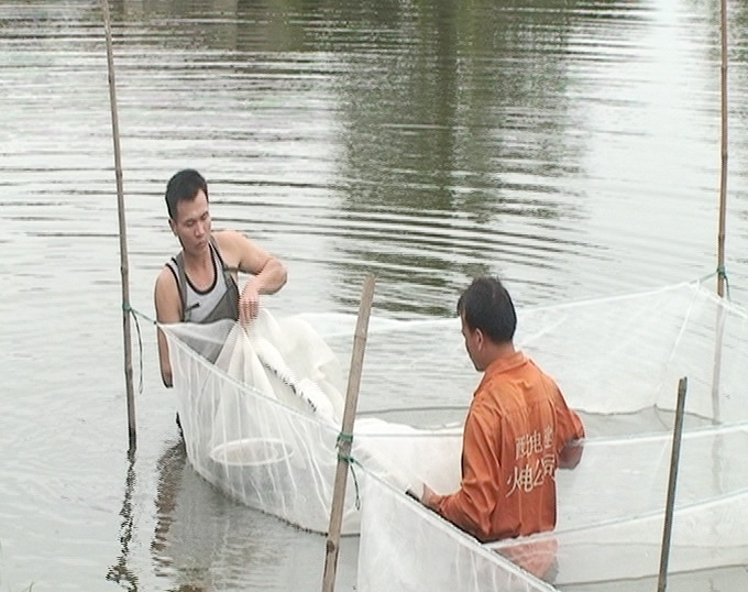 Cá ro phi Cát Phú