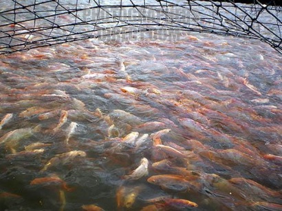 nuôi cá rô phi colombia