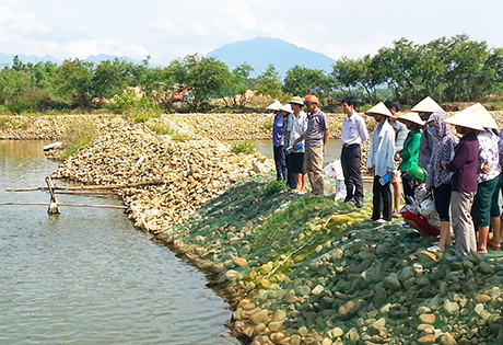 nuôi cá rô phi thâm canh