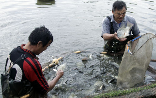 nuôi cá rô phi thâm canh