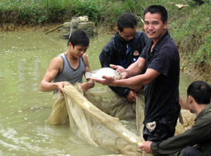 nuôi cá rô phi tuyên quan