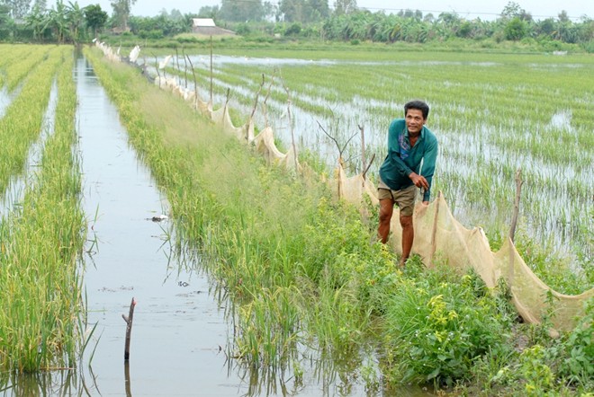 Nuôi cá ruộng lúa