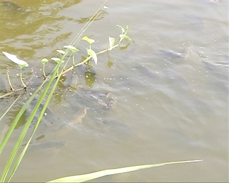 nuôi cá sặc rằn